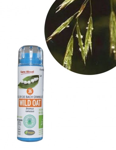 Fleur de Bach N°36 WILD OAT (Avoine)...