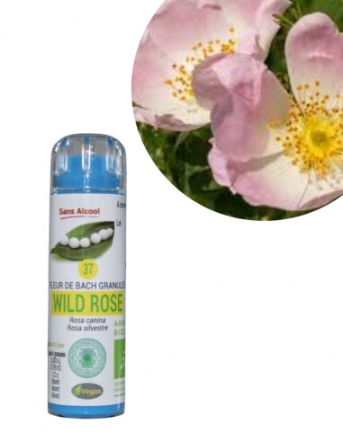 Fleur de Bach N°37 WILD ROSE...